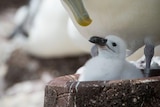 A Tasmanian shy albatross feeds its chick in an artificial nest