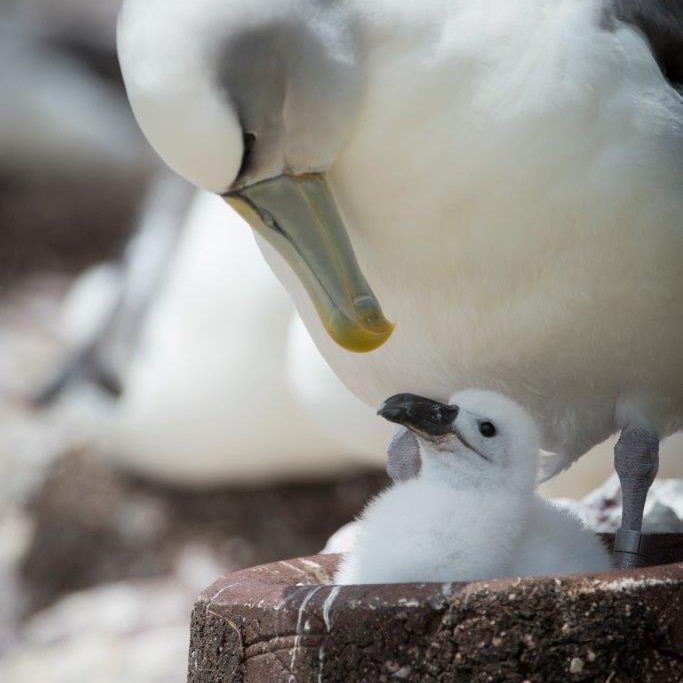 A Tasmanian shy albatross feeds its chick in an artificial nest
