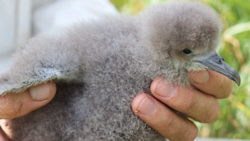 A very fluffy, downy chick with a grey beak is held in a man's hand.