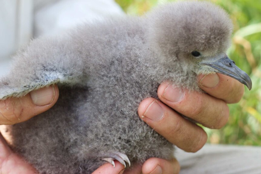 A very fluffy, downy chick with a grey beak is held in a man's hand.