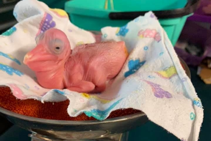 A pelican chick with no feathers is weighed on kitchen scales.