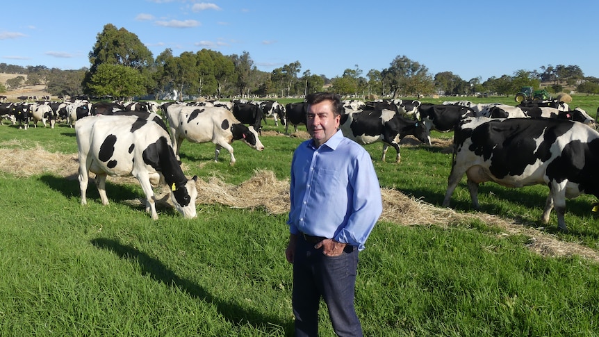 A man stands in front of a mob of dairy cows