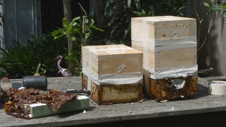 A native bee hive is split into two new hives.