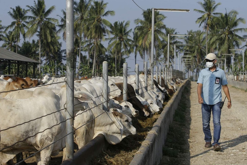 Cattle eating from a trough at a feedlot with palm trees in the background.