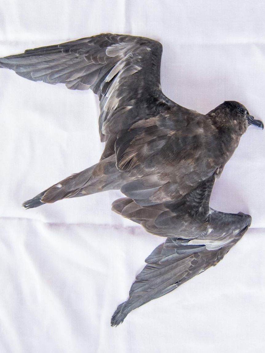 Seabird runs out of petrel over darling downs