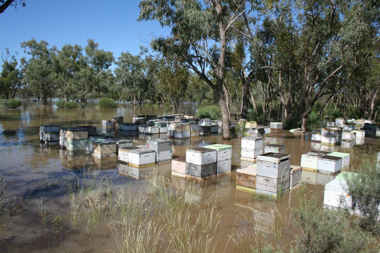 Millions Of Bees Killed From Ongoing Effects Of New South Wales Floods Abc News