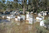 Around 50 white box beehives sit halfway deep in brown floodwater amongst trees