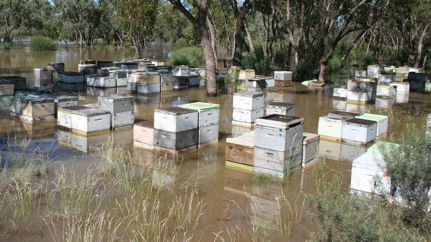 Around 50 white box beehives sit halfway deep in brown floodwater amongst trees