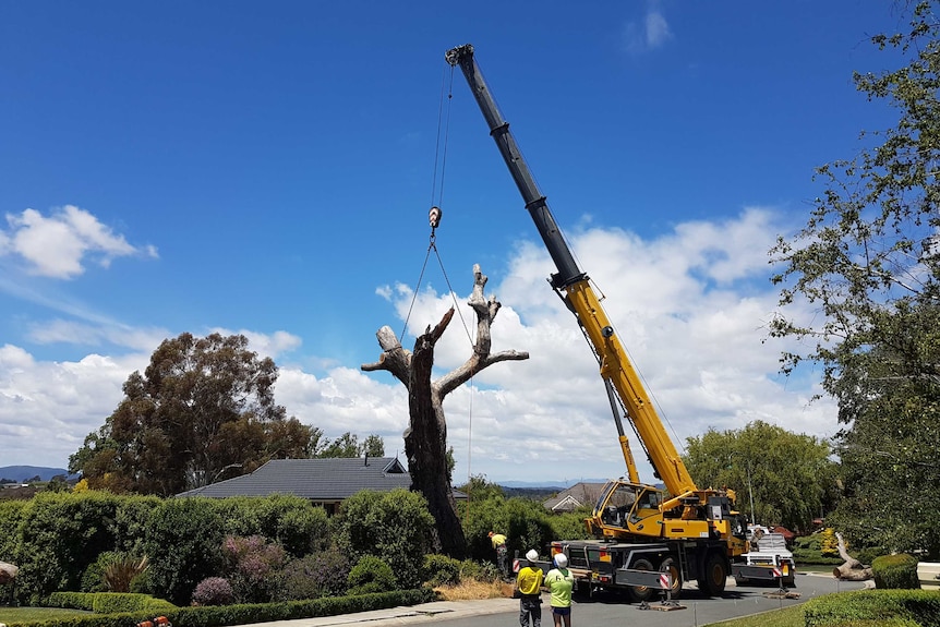 A crane lifts a big old tree.
