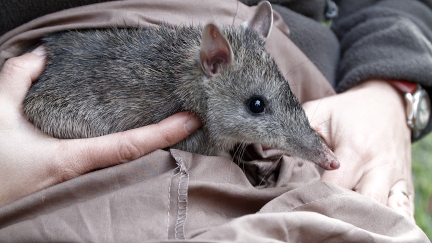 A small, silky-furred, bandicoot is held by hands as it emerges from a bag after being weighed. It is a Long-nosed Bandicoot.