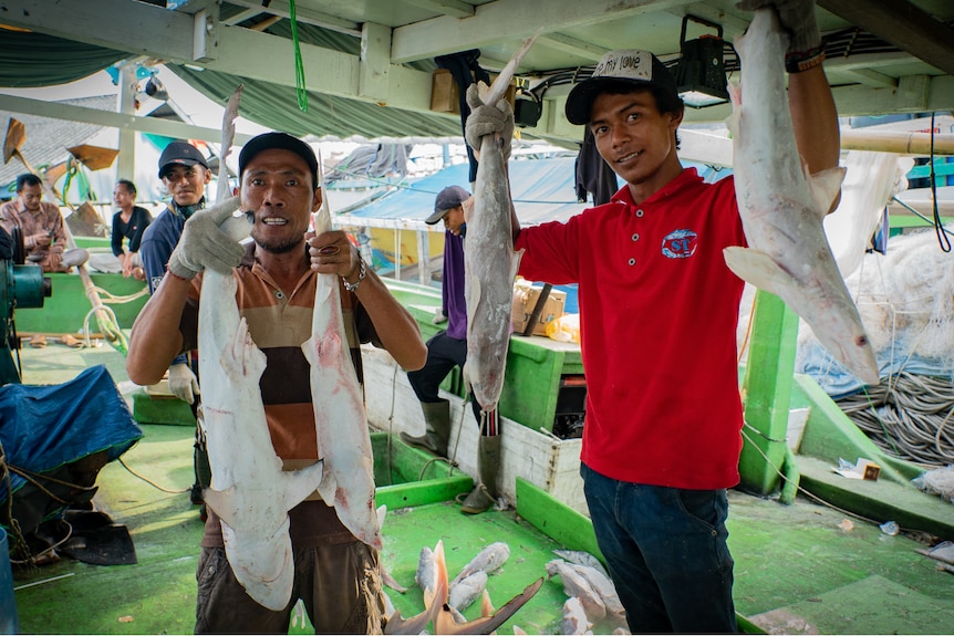 Two men hold up dead sharks