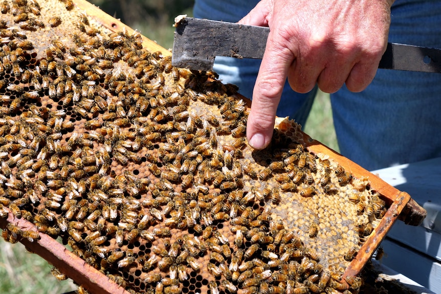 Honeybees on a frame, beekeeper points a finger at the queen bee.