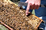Honeybees on a frame, beekeeper points a finger at the queen bee.