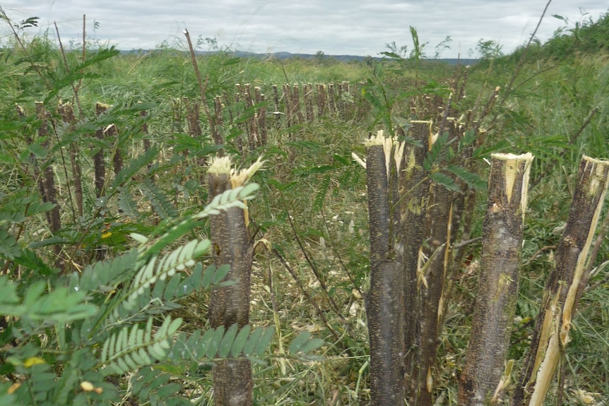 David Alsop looks at the Leucaena before its chopped. At this height, it can be too tall for cattle.