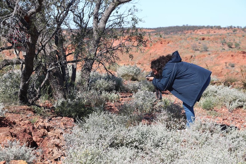 a woman bends down close to photograph a wildflower in the middle of a dry red landscape