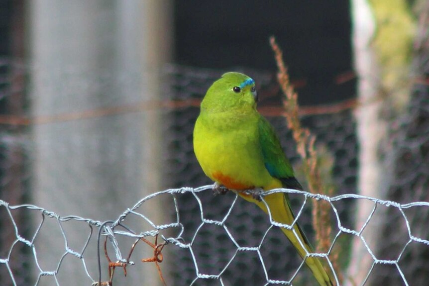 Orange-bellied parrot returns to Tasmania
