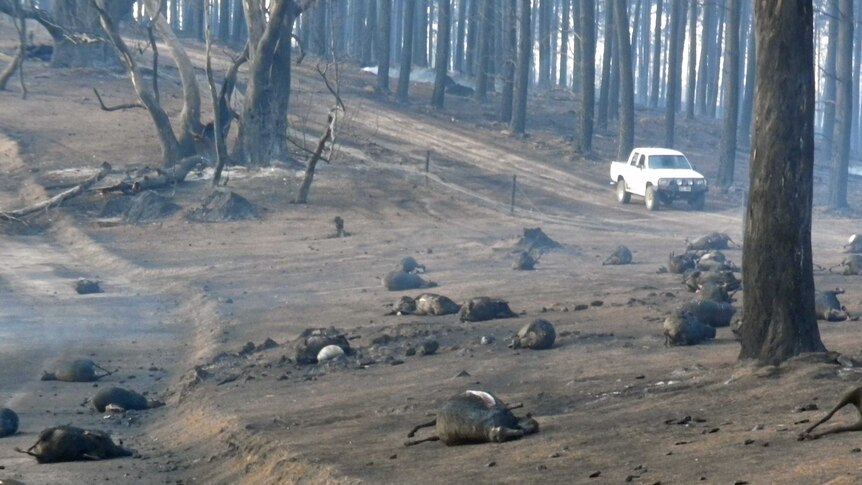 Livestock killed in Bangor fire