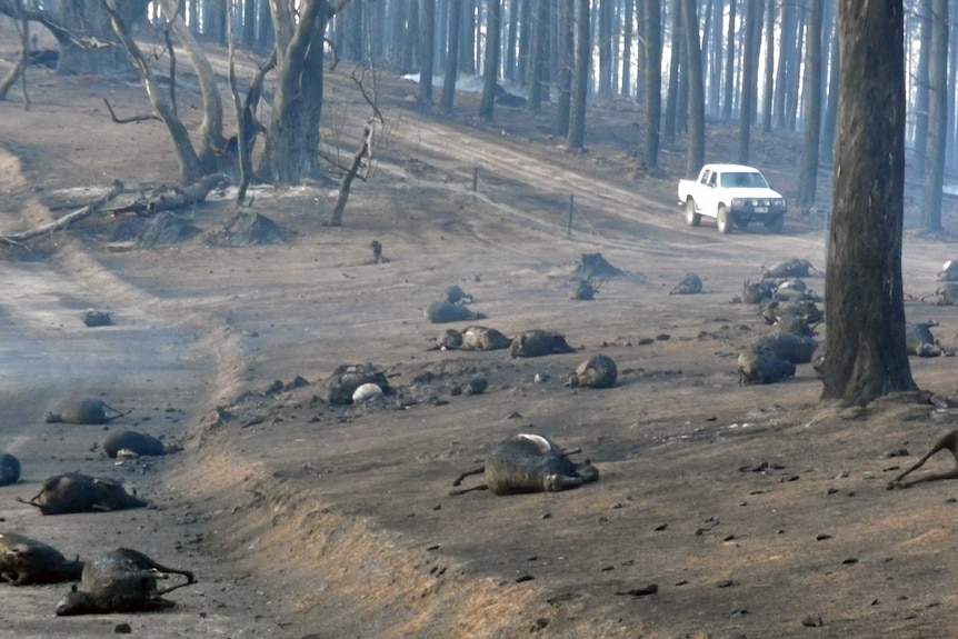 Livestock killed in Bangor fire