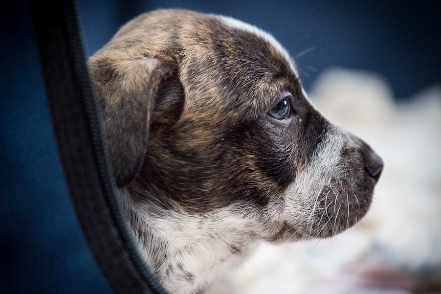 Six week old cattle dog blend puppy stares into the distance