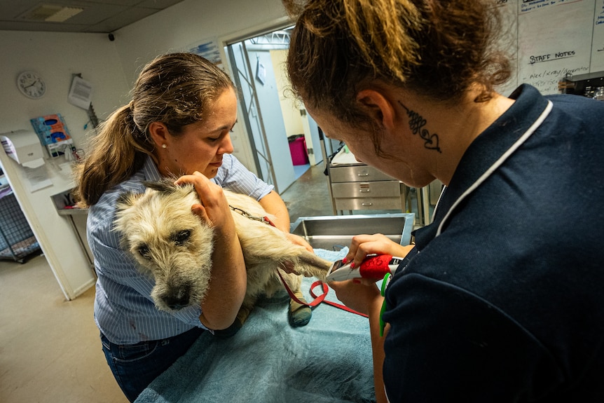 two women treating a dog in a vet clinic