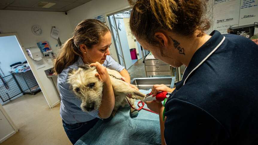 two women treating a dog in a vet clinic