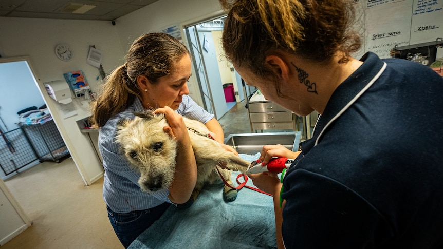 two women treating a dog in a vet clinic