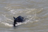 A black humpback whale swims away from the camera through muddy river water.