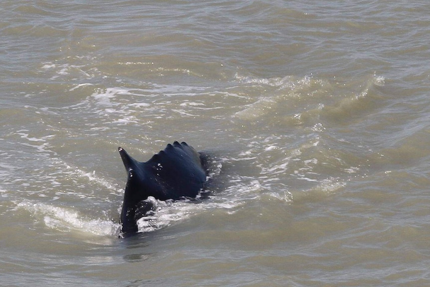 A black humpback whale swims away from the camera through muddy river water.