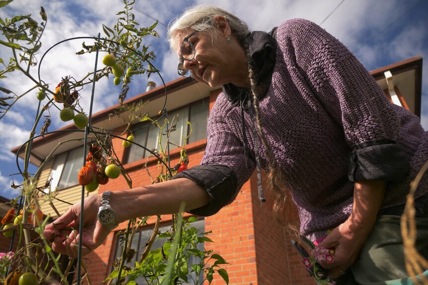 A lady in her 60s in a purple knit jumper in her garden picks cherry tomatoes