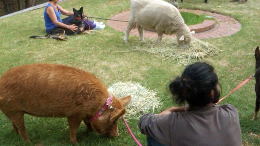 Animals evacuated to backyard