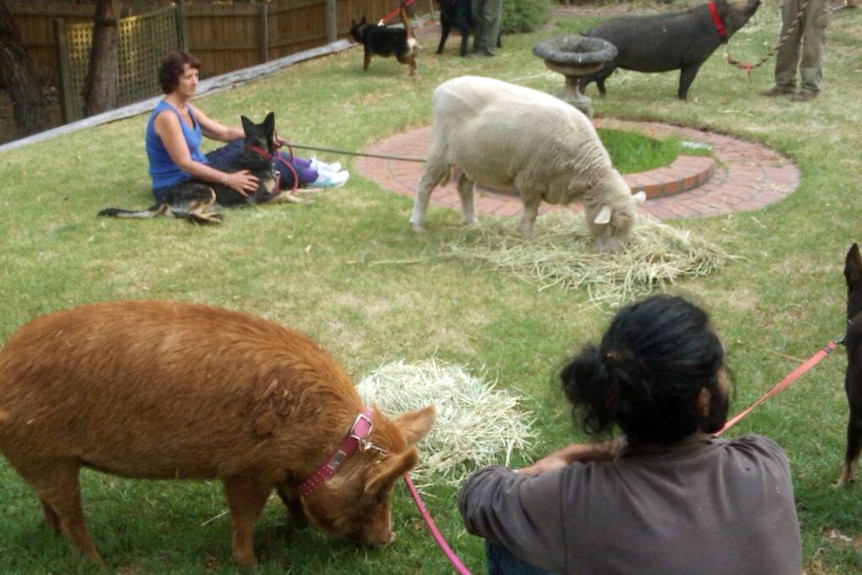 Animals evacuated to backyard