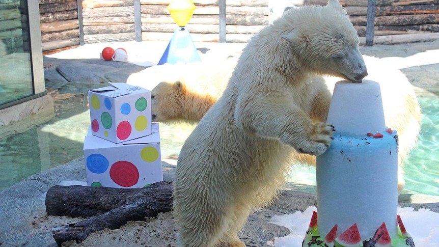 Birthday polar bear takes the cake on Queensland's Gold Coast