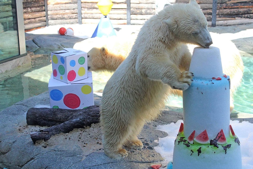 Henry the polar bear celebrates his first birthday with a frozen cake.