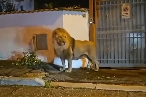 Screenshot of a video of a lion standing on a street 