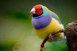 A picture of a small, bright rainbow-coloured bird with a map superimposed behind it.