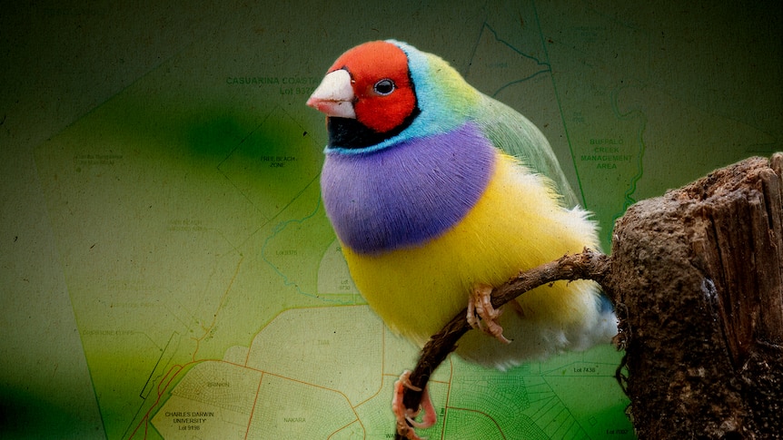 A picture of a small, bright rainbow-coloured bird with a map superimposed behind it.