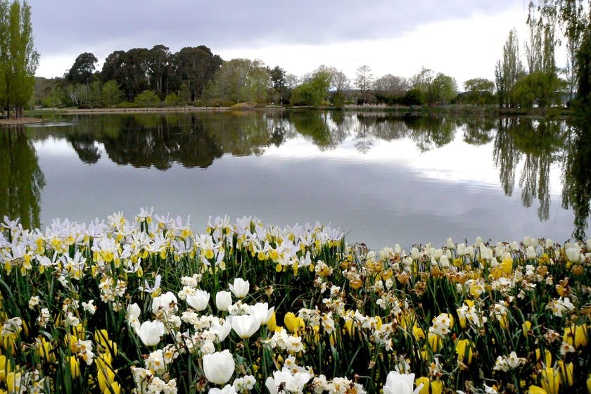 Trees are reflected in Nerang Pool during Floriade