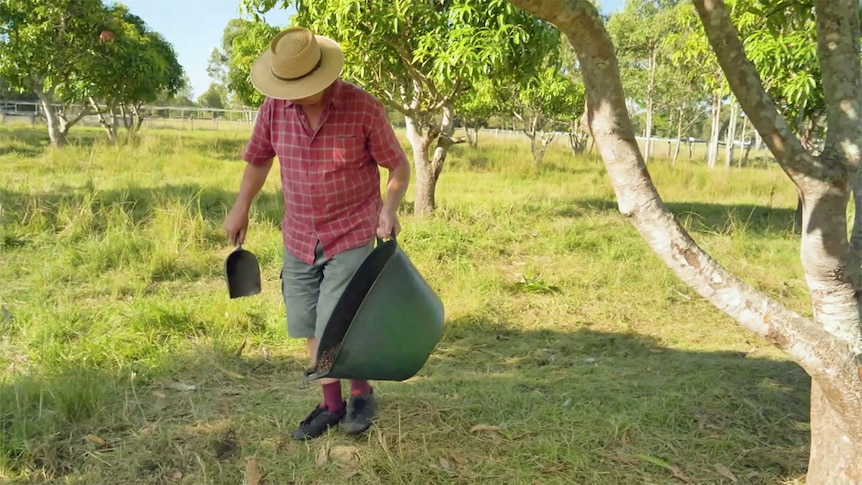 Джерри вносит гранулированное удобрение в капельную линию мангового бума.