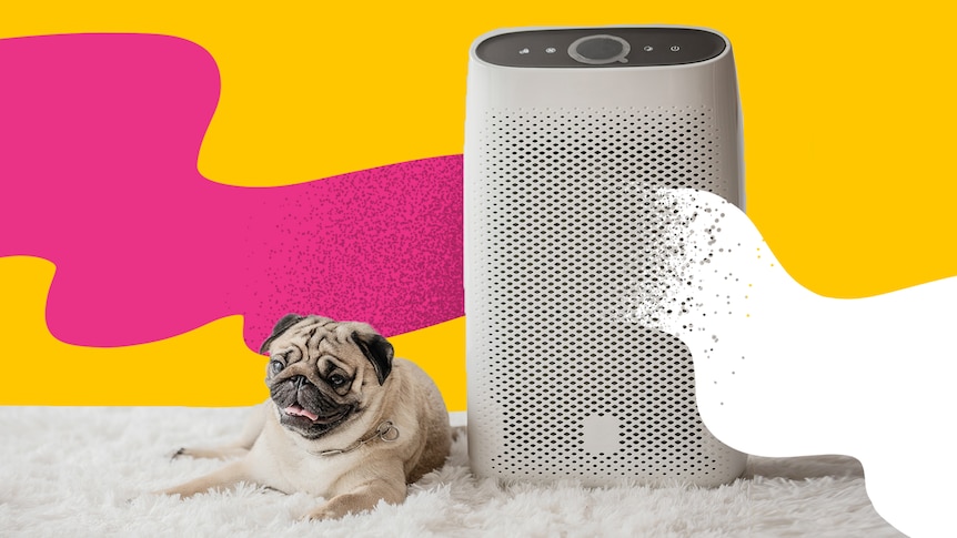 A smiling pug is seen sitting to left of an air purifier against a yellow backdrop with wobbly pink line left and white right