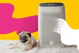 A smiling pug is seen sitting to left of an air purifier against a yellow backdrop with wobbly pink line left and white right