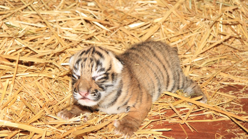 Baby cub born at Dreamworld