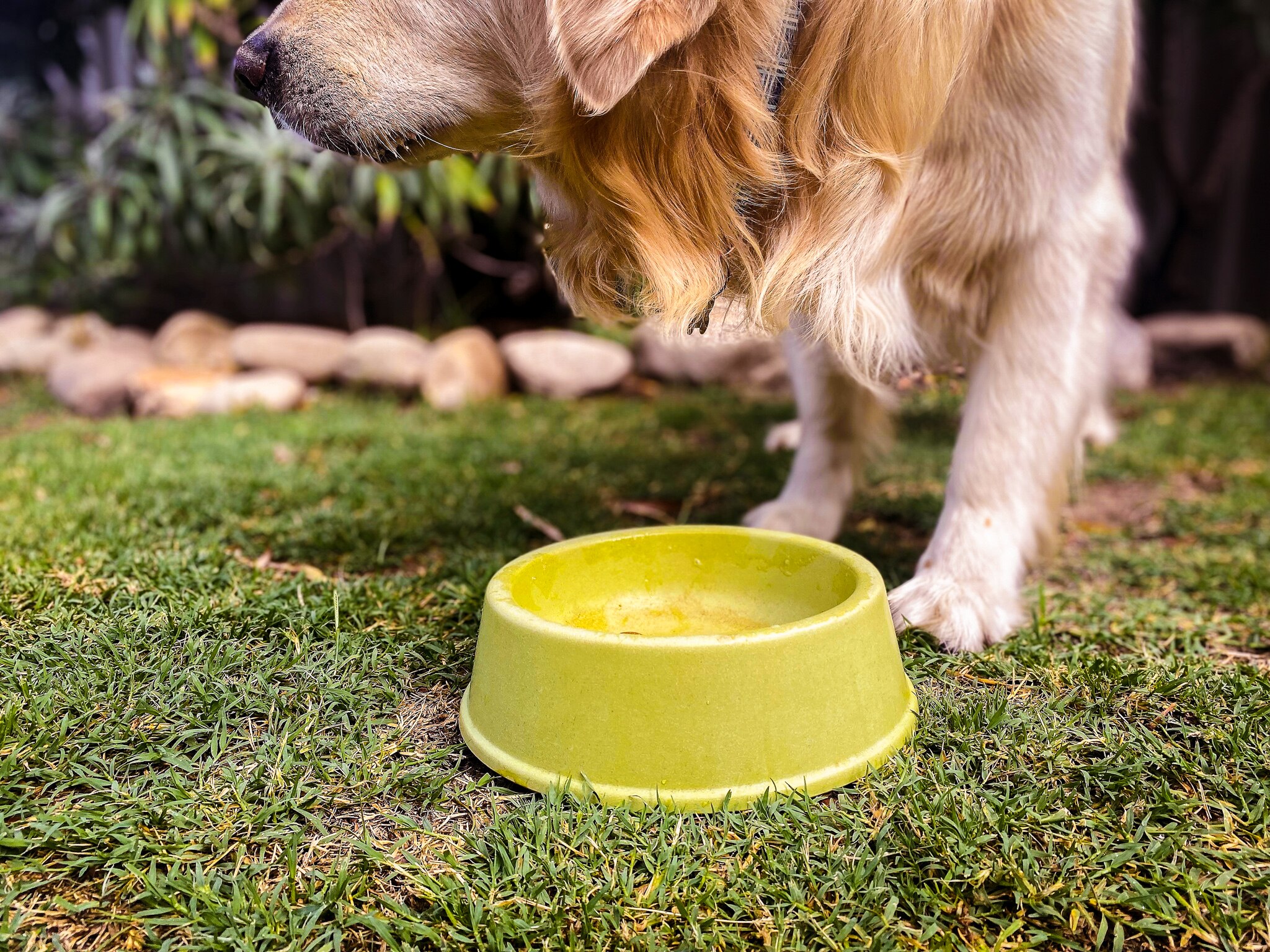 Can't find pet food at the shops? Here's what you can do ABC Everyday