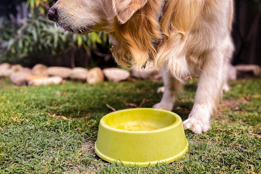 A dog finishing a mouthful of food from a green bowl