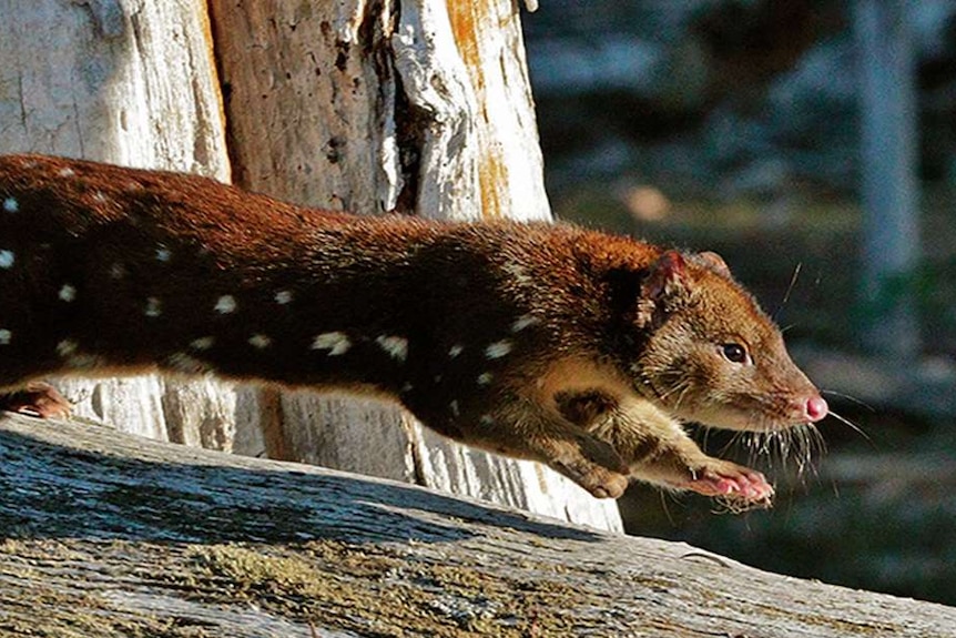 Young male spotted-tailed quoll walking on a log.