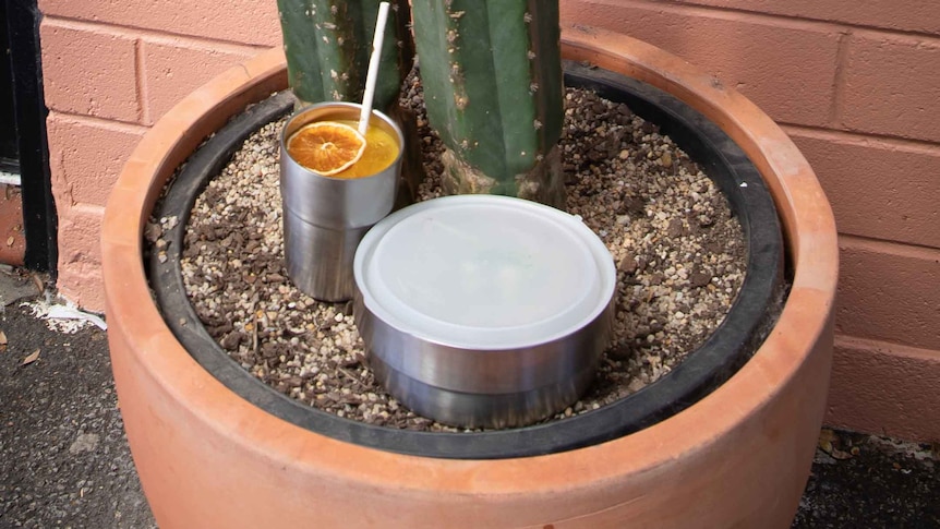A stainless steel bowl and cup sit in a pot plant, outdoors