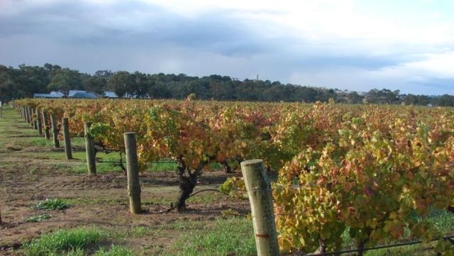 Autumn colours in a Barossa Valley vineyard in SA.