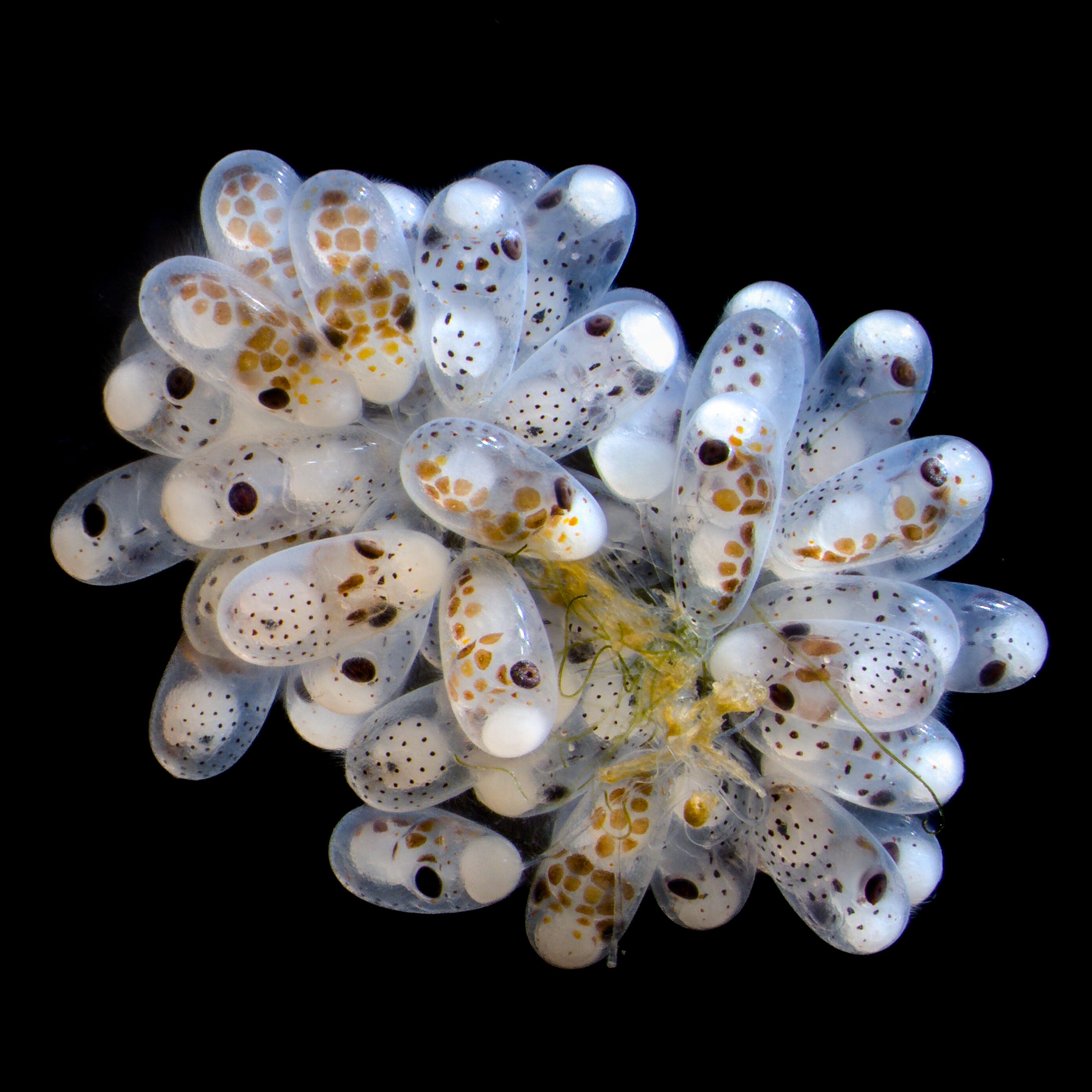 A cluster of white and clear octopus eggs