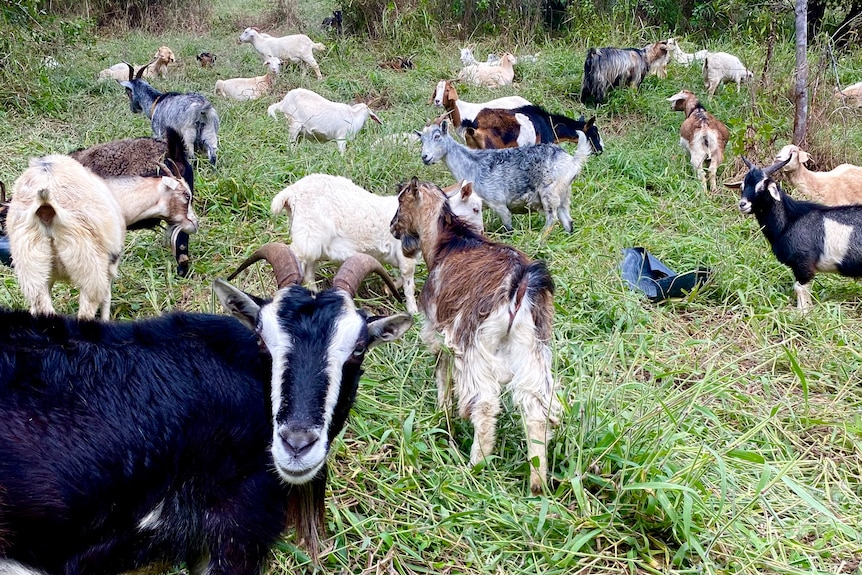 Dozens of goats stand on a slope with one in the foreground looking at the camera.