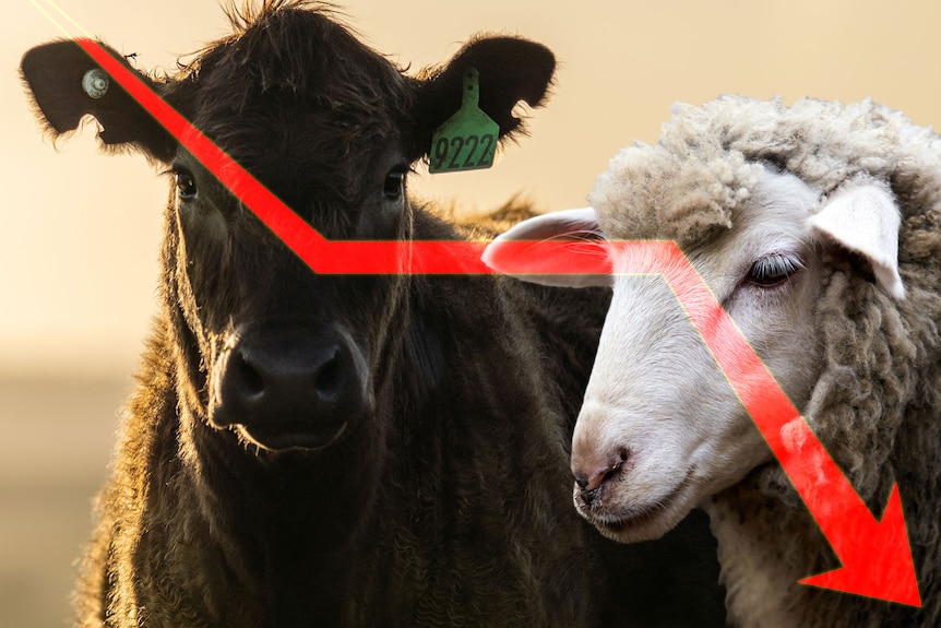 Cattle and sheep prices down