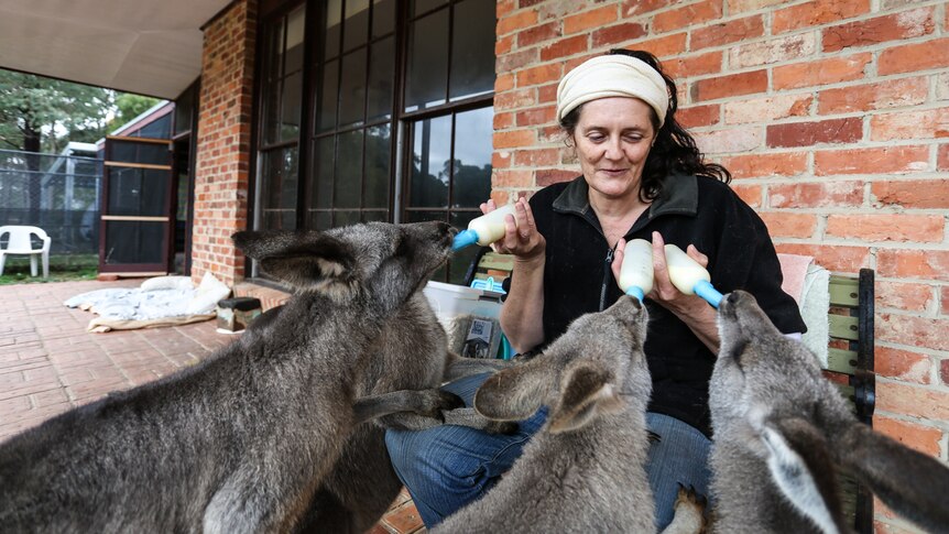 Nikki Medwell feeding a group of small kangaroos from bottles.